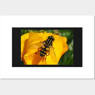 Hover Fly Posters and Art